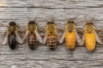 Abeilles de couleurs différentes, de la noire à la dorée, illustrant la couleur des abeilles selon les races