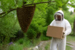 Essaim d'abeilles en grappe sur une branche, situation type d'un nid d'abeille que faire