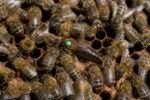 Reine des abeilles au long abdomen entourée d'ouvrières, illustration de la taille de la reine